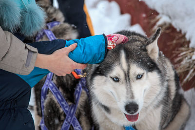 Adult with child stroking husky