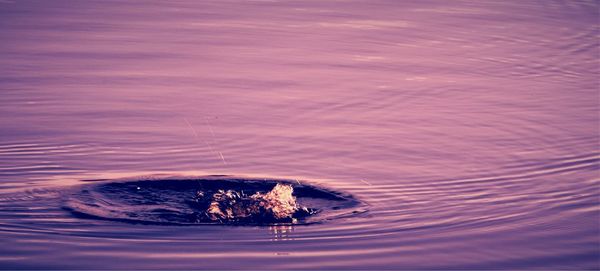 High angle view of turtle in lake