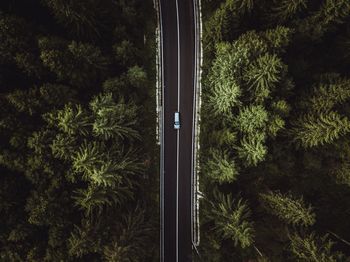 Car on road amidst trees