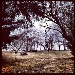 Bare trees on grassy field