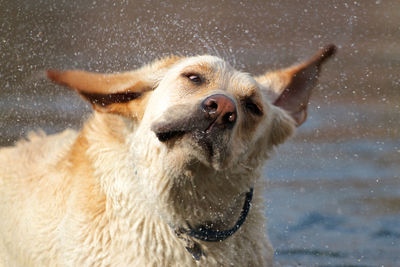 Close-up of dog in snow