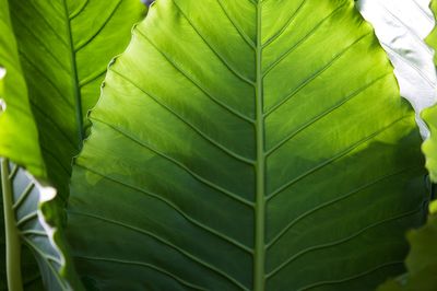 Green leaves giant colocasia