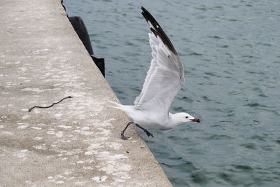 High angle view of seagulls flying over lake
