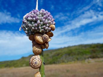 Snails on plant stem against blue sky on sunny day