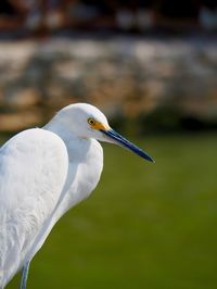 Close-up of white heron 