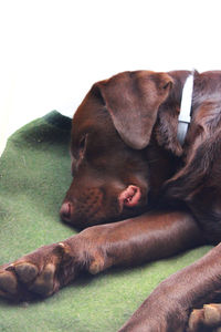 Close-up of dog sleeping