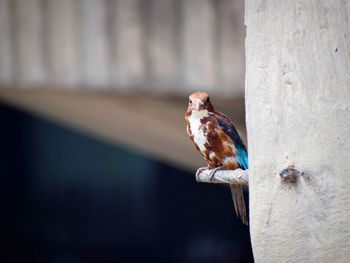 Close-up portrait of bird perching outdoors