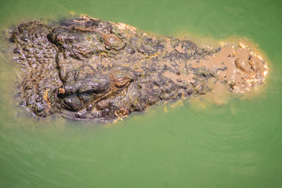 High angle view of turtle swimming in sea