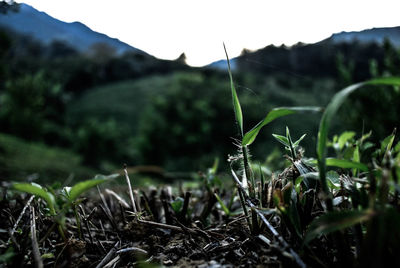 Close-up of plants growing on field