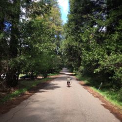 Boy riding bicycle on road