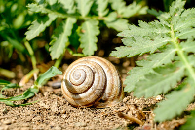 Close-up of snail on leaf