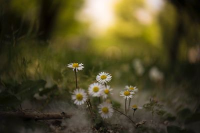 Close-up of yellow flowering plant on field