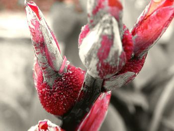 Close-up of red flower