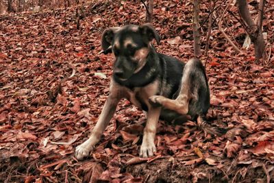 Dog on ground during autumn