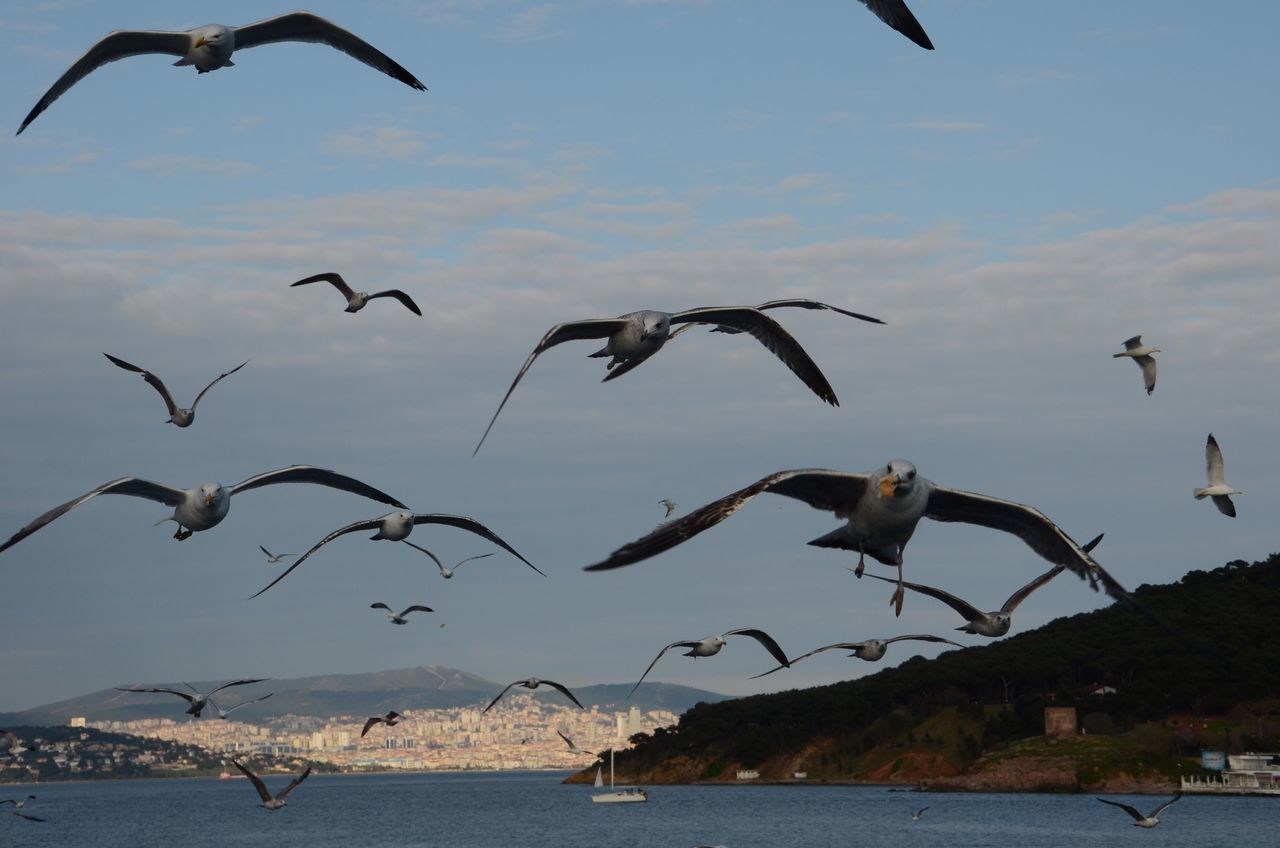 bird, animal themes, animals in the wild, flying, wildlife, spread wings, water, seagull, flock of birds, sky, mid-air, sea, nature, medium group of animals, cloud - sky, beauty in nature, outdoors, river, day