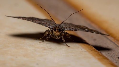 Close-up of insect on leaf