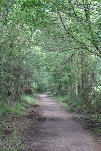 Dirt road passing through forest