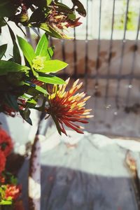 Close-up of flower against blurred background