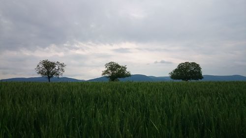 Scenic view of field against cloudy sky