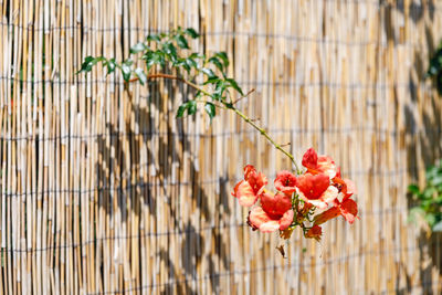 Close-up of red flowering plant