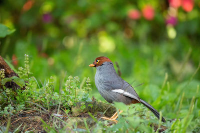 Bird perching on a field