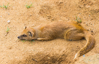 View of an animal sleeping on land