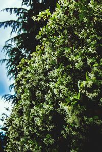 Low angle view of trees