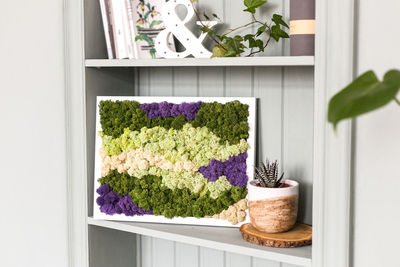 Potted plants in front of white window