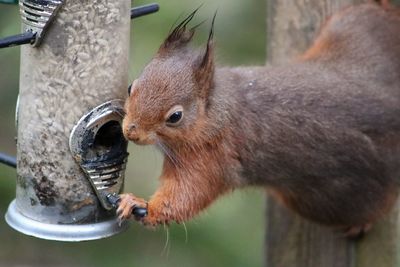 Close-up of squirrel eating food
