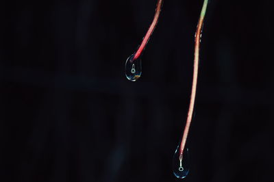 Close-up of water drops on twig