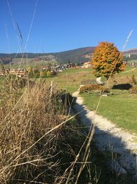 Scenic view of field against clear blue sky