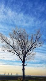 Bare tree against blue sky