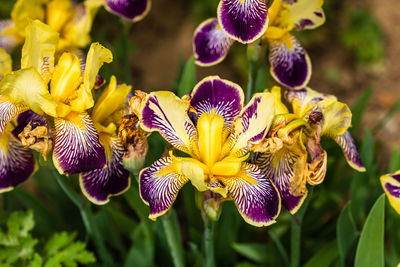 Close-up of purple flowering plants