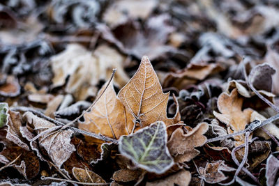 Close-up of dry maple leaves on snow covered land