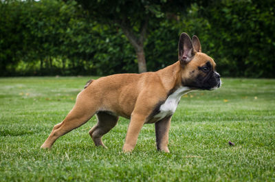 Side view of a dog on field