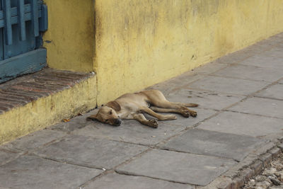 High angle view of sleeping dog 