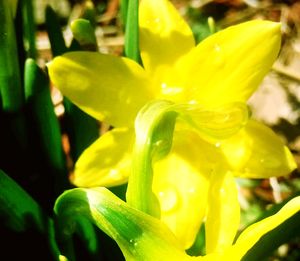 Close-up of water drops on yellow flower