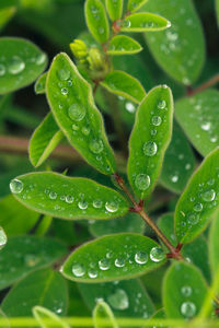 Close-up of wet plant leaves during rainy season