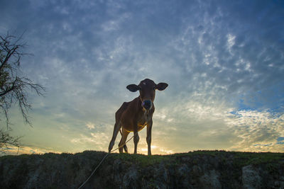 Rear view of man standing on field against sky during sunset