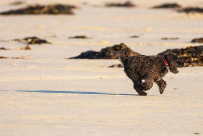 Dog running on beach