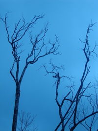 Low angle view of bare tree against blue sky