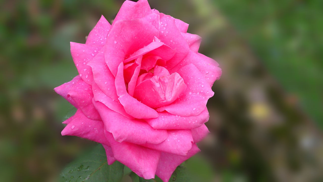 flower, petal, freshness, fragility, flower head, pink color, drop, close-up, rose - flower, beauty in nature, growth, wet, focus on foreground, single flower, water, blooming, nature, in bloom, pink, dew