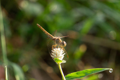 Close-up of butterfly pollinating on flower