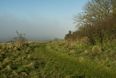 Scenic view of field against clear sky