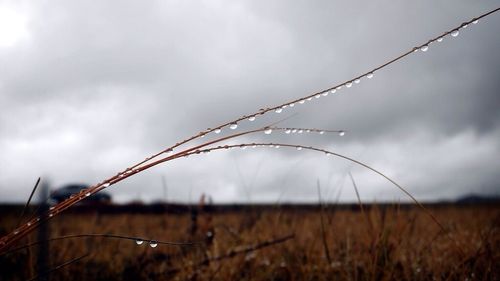 Close-up of grass on field against cloudy sky