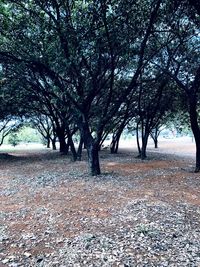 Trees in park