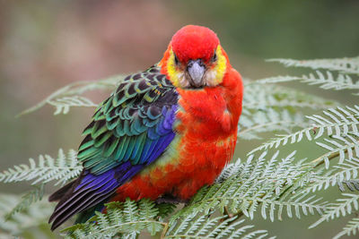 Close up of a colorful western rosella perching on leaves, gloucester national park