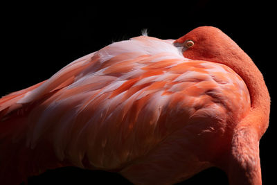 flamingo