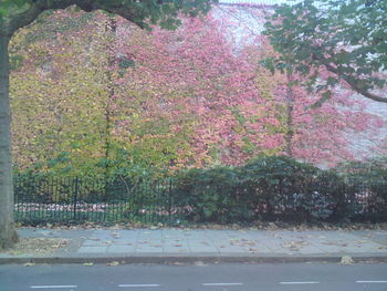 Road by trees in city