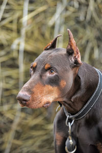 Close-up of a dog looking away